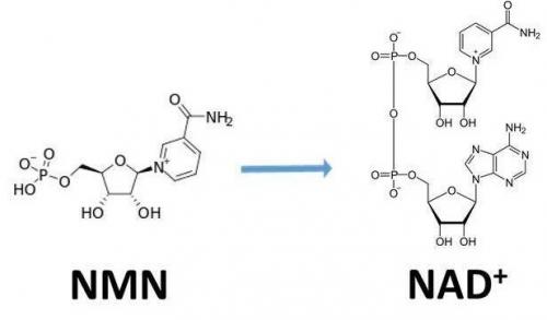 從生物學角度看NMN:為何能延緩衰老和提高免疫力？