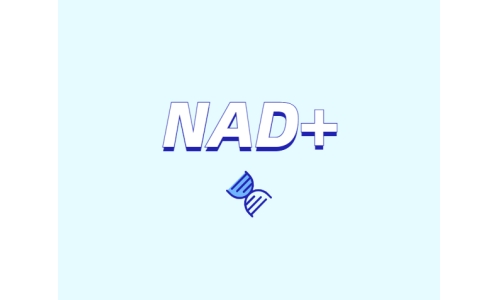 NAD+ 對身體有什么作用？如何獲取 NAD+？